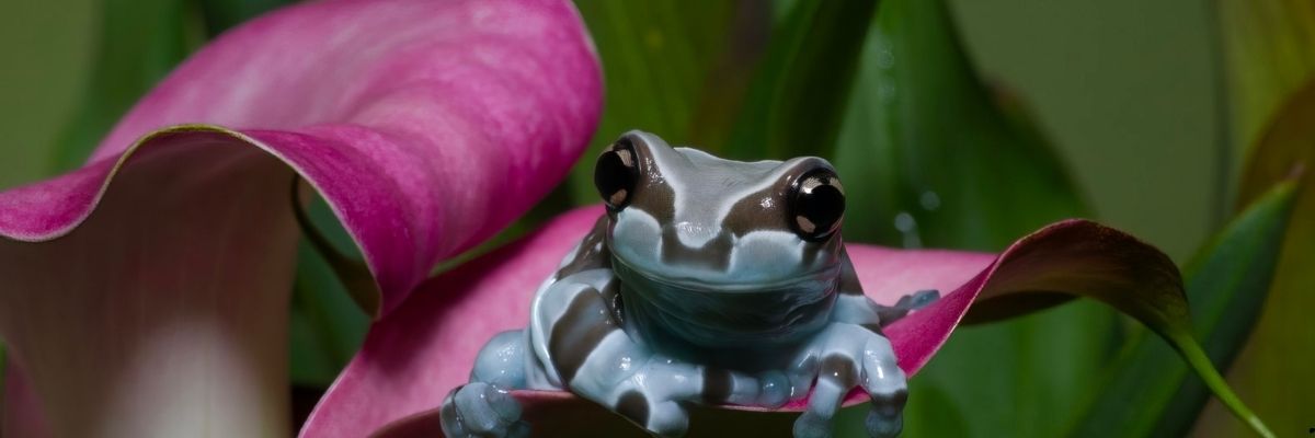 Akdeniz’in Endemik Bitki Türleri ve Koruma Çalışmaları