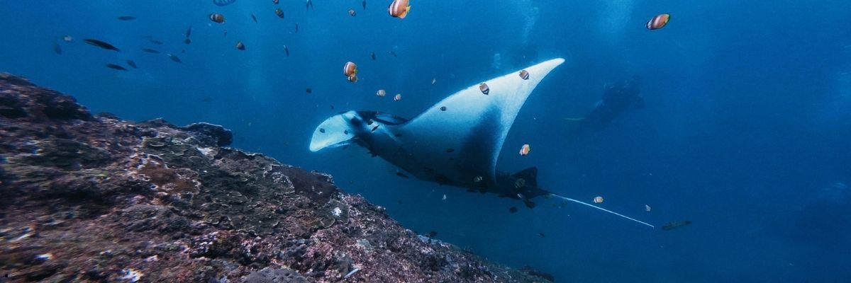 Akdeniz’in Sualtı Güzelliklerini Keşfetmeye Hazır mısınız