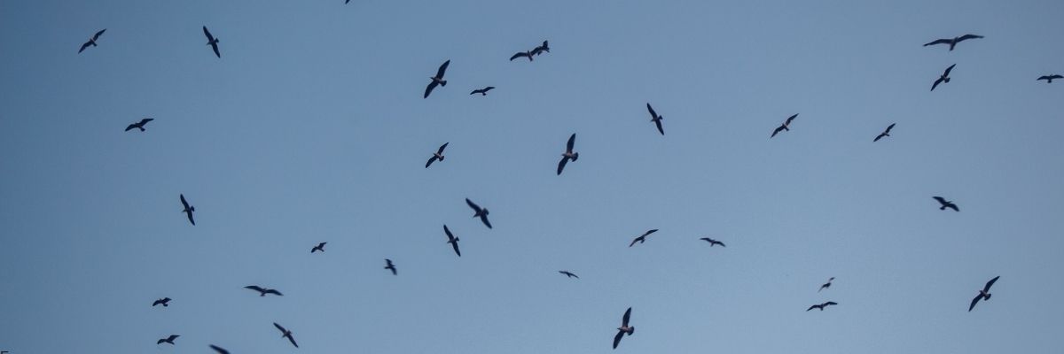 Akdeniz’de Göç ve Yaşam