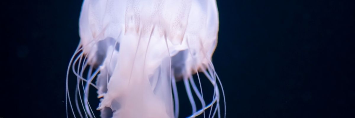 Denizanası Artışı Akdeniz